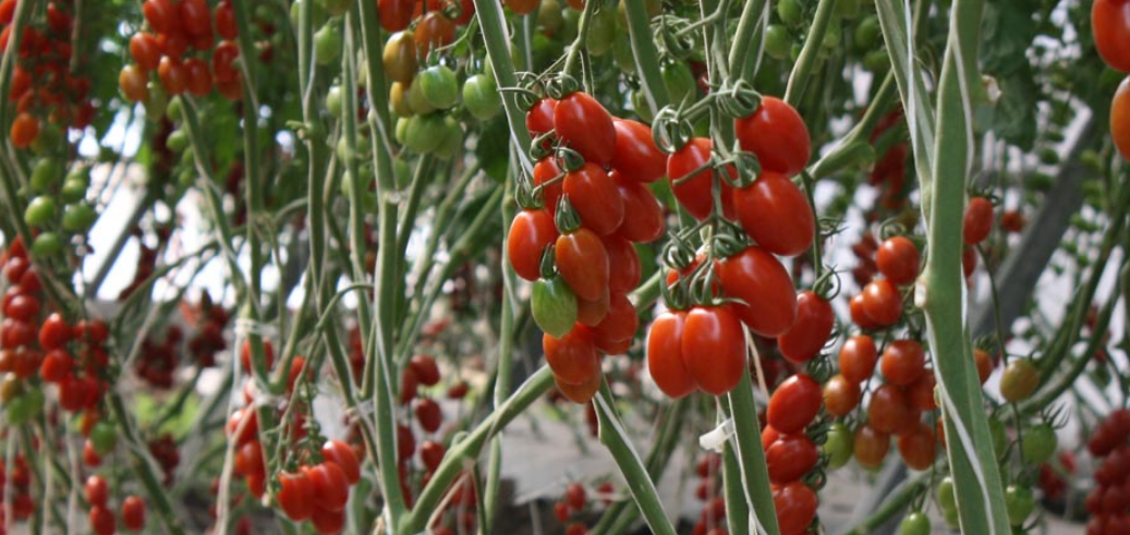 Industria Agroalimentaria